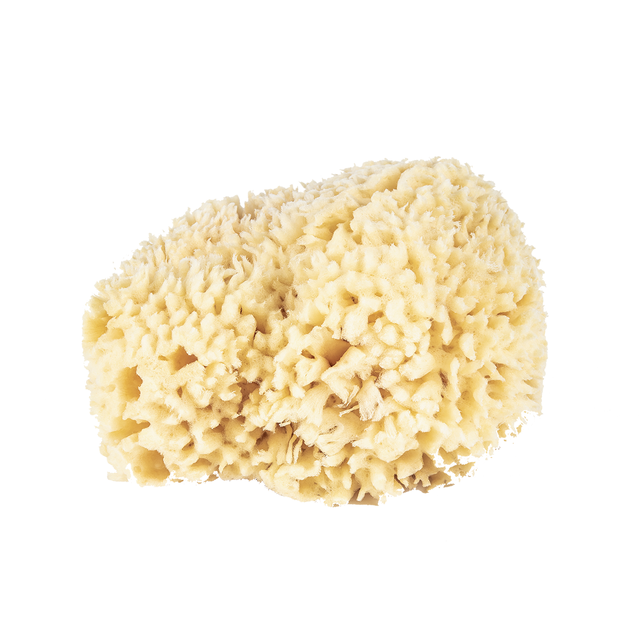 Baudelaire Small Wool Sponge