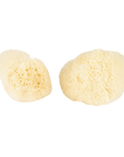 Baudelaire Silk Sea Sponges