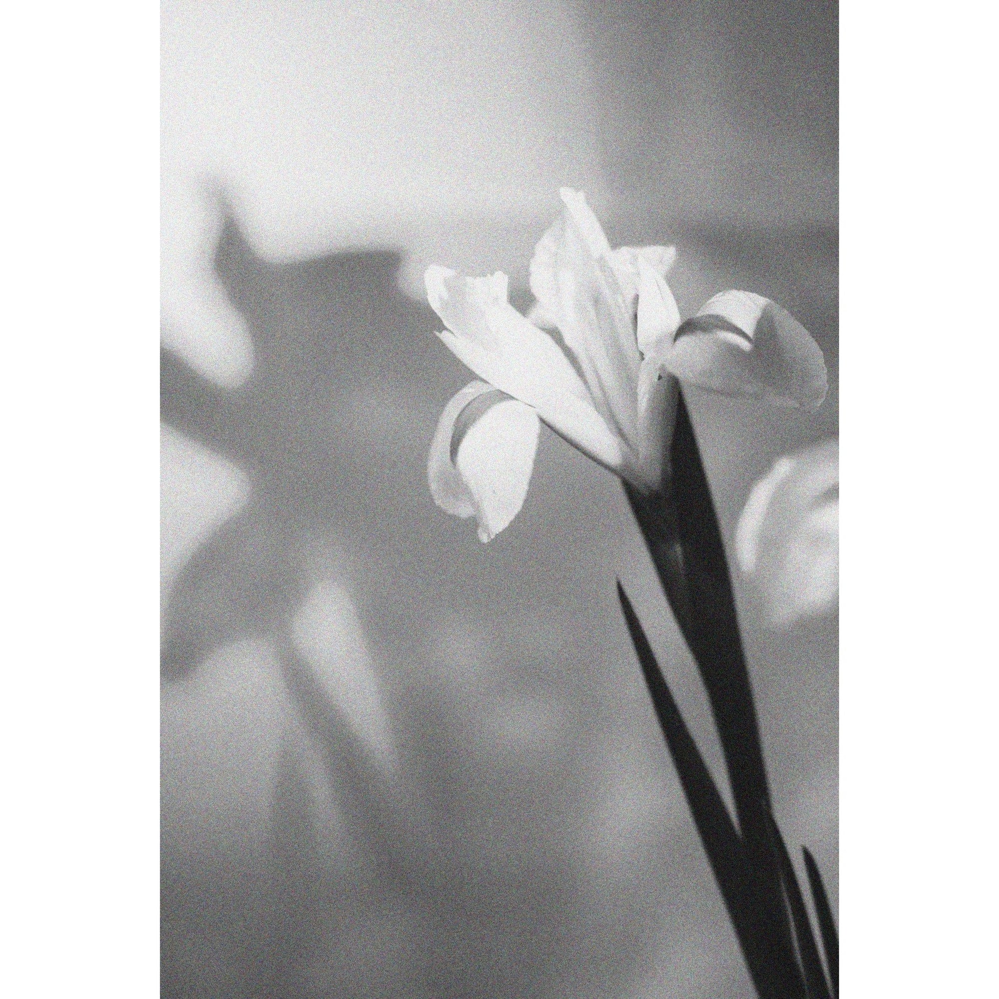 St. Rose Flower Tuxedo Eau De Parfum