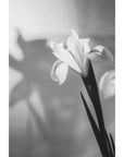 St. Rose Flower Tuxedo Eau De Parfum