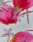 Flamingo Estate Jasmine & Rose Rich Cream