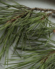 VITRUVI Forest Rain Drive Scent Refill