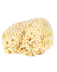 Baudelaire Small Wool Sponge