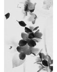 St. Rose Juliet in White Eau De Parfum