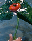 Flamingo Estate Heirloom Tomato Glass Hand Soap