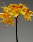 Flamingo Estate Golden Pollinator Candle