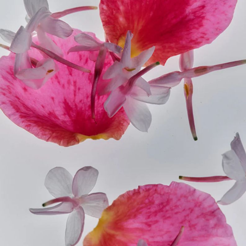 Flamingo Estate Jasmine &amp; Rose Rich Cream