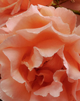 Flamingo Estate Jasmine Damask Rose Hand Soap