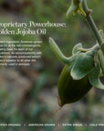 Ogee Collagen Boost Elixir