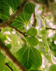 VITRUVI Golden Fig Air Scent Refill