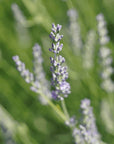 VITRUVI Pacific Air Scent Refill