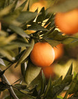 VITRUVI Zest for Life Drive Scent Refill