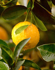 VITRUVI Zest for Life Drive Scent Refill